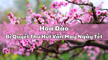 Hoa Đào: Bí Quyết Thu Hút Vận May Ngày Tết
